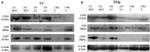 CD9 Antibody in Western Blot (WB)