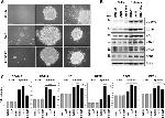 CSF3R Antibody in Western Blot (WB)