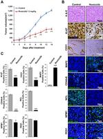 Nucleolin Antibody in Immunohistochemistry (Paraffin) (IHC (P))