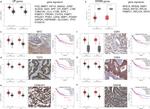 CDK4 Antibody in Immunohistochemistry (IHC)