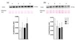 OXPAT Antibody in Western Blot (WB)