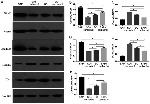 Claudin 2 Antibody in Western Blot (WB)