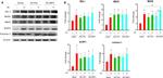 MDA5 Antibody in Western Blot (WB)