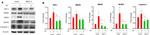 MAVS Antibody in Western Blot (WB)