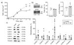 Claudin 3 Antibody in Western Blot (WB)