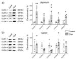 Claudin 3 Antibody in Western Blot (WB)