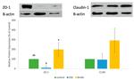 Claudin 1 Antibody in Western Blot (WB)