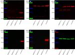 SOX2 Antibody in Western Blot (WB)