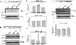 Kinesin 5A Antibody in Western Blot (WB)