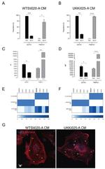 OCT4 Antibody in Flow Cytometry (Flow)