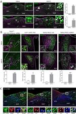 GFRAL Antibody in Immunohistochemistry (IHC)