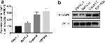 DLG7 Antibody in Western Blot (WB)