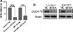 DLG7 Antibody in Western Blot (WB)