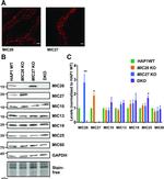 Apolipoprotein O Antibody in Western Blot (WB)