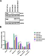 Apolipoprotein O Antibody in Western Blot (WB)