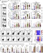 CD4 Antibody in Flow Cytometry (Flow)