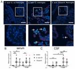 DNase I Antibody in Immunohistochemistry (IHC)