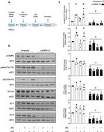 AMPK alpha-1 Antibody in Western Blot (WB)