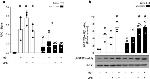 EEF2 Antibody in Western Blot (WB)