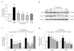 Actin Antibody in Western Blot (WB)