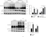 O-linked N-acetylglucosamine (O-GlcNAc) Antibody in Western Blot (WB)