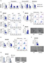 CD90 Antibody in Flow Cytometry (Flow)