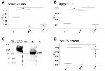 Apolipoprotein B Antibody in Western Blot (WB)