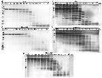 Bovine Serum Albumin Antibody in Western Blot (WB)