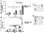 Bovine Serum Albumin Antibody in Western Blot (WB)