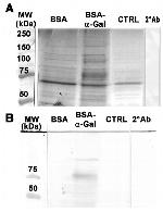 Bovine Serum Albumin Antibody in Western Blot (WB)