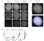 CEA Antibody in Immunocytochemistry (ICC/IF)