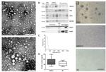 CD9 Antibody in Western Blot (WB)