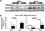 C/EBP alpha Antibody in Western Blot (WB)