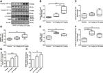 Phospho-TrkA/TrkB (Tyr490, Tyr516) Antibody in Western Blot (WB)