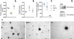 CD9 Antibody in Western Blot (WB)