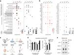 MFSD2A Antibody in Western Blot (WB)