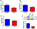 Arginase 1 Antibody in Western Blot (WB)