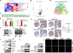 Fibrillin 1 Antibody in Immunocytochemistry, Immunohistochemistry (ICC/IF, IHC)