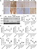 TNF alpha Antibody in Immunohistochemistry (IHC)