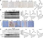 Bax Antibody in Western Blot (WB)