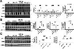 PERK Antibody in Western Blot (WB)