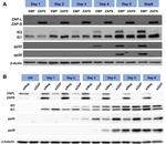 ZC3HAV1 Antibody in Western Blot (WB)