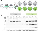 ZC3HAV1 Antibody in Western Blot (WB)