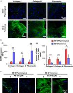 Collagen I Antibody in Immunocytochemistry (ICC/IF)