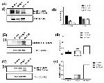 Caspase 3 Antibody in Western Blot (WB)