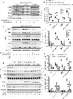 alpha Tubulin Antibody in Western Blot (WB)