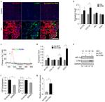 HIF1A Antibody in ChIP Assay (ChIP)