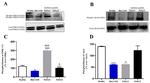 Phospho-ERK1/ERK2 (Thr202, Tyr204) Antibody in Western Blot (WB)