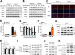 Phospho-STAT1 (Tyr701) Antibody in Western Blot (WB)