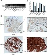 UNC5B Antibody in Immunohistochemistry (IHC)